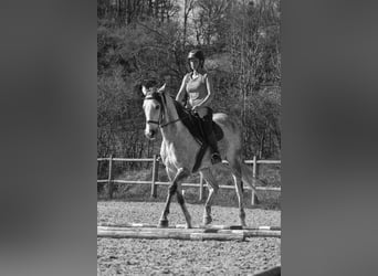 Inne konie pełnej krwi, Klacz, 9 lat, 160 cm, Siwa