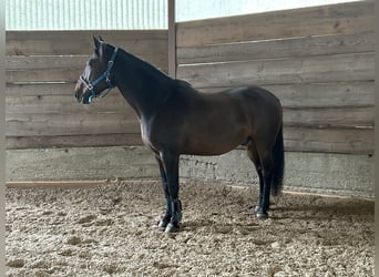 Inne konie pełnej krwi Mix, Wałach, 13 lat, 158 cm, Gniada