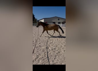 Inne konie pełnej krwi Mix, Wałach, 3 lat, 154 cm, Jelenia