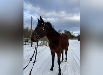 Inne konie pełnej krwi, Wałach, 4 lat, 165 cm, Gniada