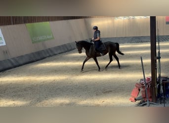 Inne konie pełnej krwi, Wałach, 5 lat, 166 cm, Gniada
