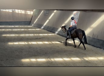 Inne konie pełnej krwi, Wałach, 7 lat, 166 cm, Gniada
