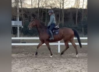 Inne konie pełnej krwi, Wałach, 7 lat, 175 cm, Ciemnogniada