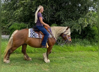 Inne konie zimnokrwiste, Klacz, 10 lat, 154 cm, Ciemnokasztanowata