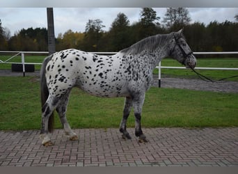 Inne konie zimnokrwiste, Klacz, 10 lat, 162 cm, Tarantowata