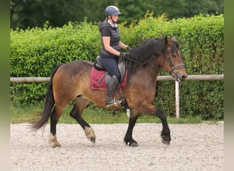Inne konie zimnokrwiste Mix, Klacz, 11 lat, 156 cm, Gniada