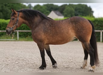 Inne konie zimnokrwiste Mix, Klacz, 11 lat, 156 cm, Gniada
