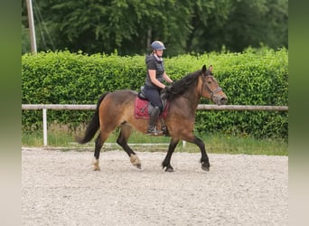 Inne konie zimnokrwiste Mix, Klacz, 11 lat, 156 cm, Gniada