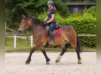 Inne konie zimnokrwiste Mix, Klacz, 11 lat, 156 cm, Gniada