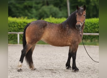 Inne konie zimnokrwiste Mix, Klacz, 11 lat, 156 cm, Gniada