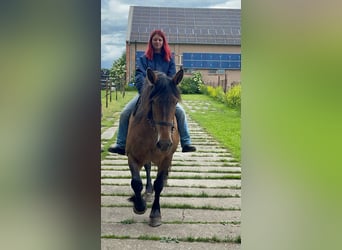 Inne konie zimnokrwiste Mix, Klacz, 11 lat, Formy Brown Falb