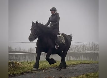 Inne konie zimnokrwiste Mix, Klacz, 12 lat, 150 cm, Kara