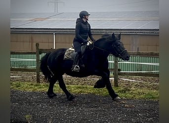 Inne konie zimnokrwiste Mix, Klacz, 12 lat, 150 cm, Kara