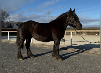 Inne konie zimnokrwiste Mix, Klacz, 12 lat, 150 cm, Kara