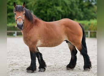 Inne konie zimnokrwiste, Klacz, 12 lat, 153 cm, Gniada