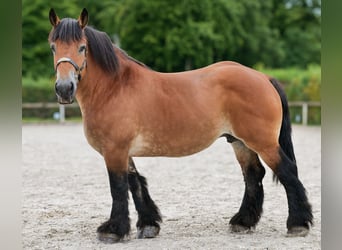 Inne konie zimnokrwiste, Klacz, 12 lat, 153 cm, Gniada