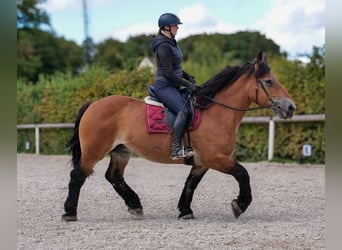 Inne konie zimnokrwiste, Klacz, 12 lat, 153 cm, Gniada