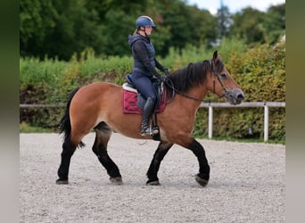 Inne konie zimnokrwiste, Klacz, 12 lat, 153 cm, Gniada