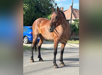 Inne konie zimnokrwiste, Klacz, 12 lat, 155 cm, Kasztanowatodereszowata