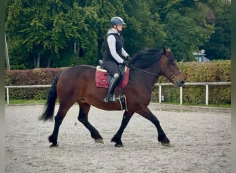 Inne konie zimnokrwiste, Klacz, 12 lat, 160 cm, Ciemnogniada