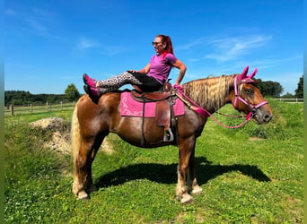 Inne konie zimnokrwiste, Klacz, 12 lat, 163 cm, Kasztanowata