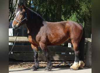 Inne konie zimnokrwiste, Klacz, 13 lat, 160 cm, Gniada