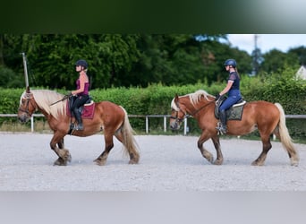 Inne konie zimnokrwiste, Klacz, 14 lat, 155 cm, Kasztanowata