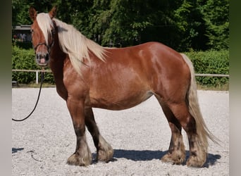 Inne konie zimnokrwiste, Klacz, 14 lat, 155 cm, Kasztanowata