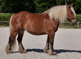Inne konie zimnokrwiste, Klacz, 14 lat, 155 cm, Kasztanowata