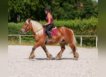 Inne konie zimnokrwiste, Klacz, 14 lat, 155 cm, Kasztanowata