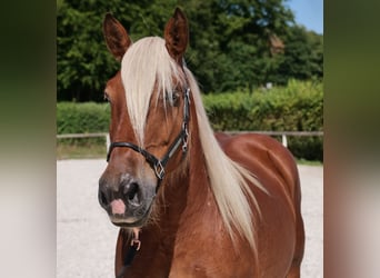 Inne konie zimnokrwiste, Klacz, 14 lat, 155 cm, Kasztanowata