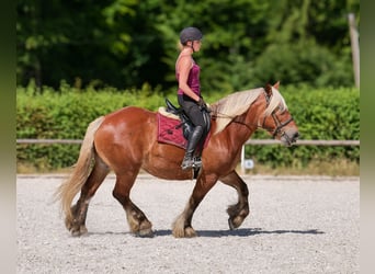 Inne konie zimnokrwiste, Klacz, 14 lat, 155 cm, Kasztanowata