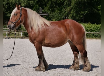 Inne konie zimnokrwiste, Klacz, 14 lat, 155 cm, Kasztanowata