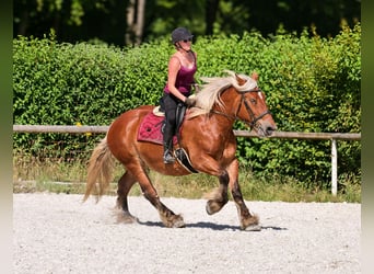 Inne konie zimnokrwiste, Klacz, 14 lat, 155 cm, Kasztanowata