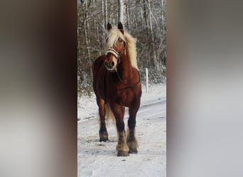 Inne konie zimnokrwiste, Klacz, 15 lat, 164 cm, Ciemnogniada