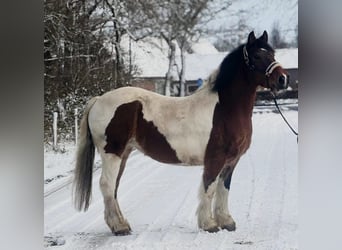 Inne konie zimnokrwiste, Klacz, 16 lat, 158 cm, Srokata