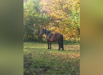 Inne konie zimnokrwiste, Klacz, 17 lat, 165 cm, Ciemnogniada