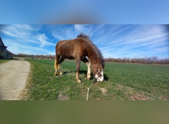 Inne konie zimnokrwiste Mix, Klacz, 2 lat, 150 cm, Formy Brown Falb