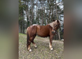 Inne konie zimnokrwiste, Klacz, 3 lat, 154 cm, Kasztanowata
