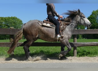 Inne konie zimnokrwiste, Klacz, 3 lat, 161 cm, Siwa