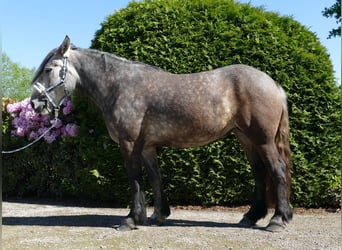 Inne konie zimnokrwiste, Klacz, 3 lat, 161 cm, Siwa