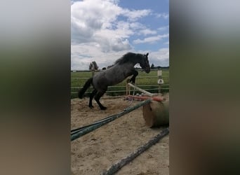 Inne konie zimnokrwiste, Klacz, 4 lat, 148 cm, Siwa jabłkowita