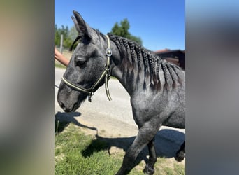 Inne konie zimnokrwiste, Klacz, 4 lat, 148 cm, Siwa jabłkowita