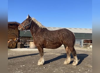 Inne konie zimnokrwiste, Klacz, 4 lat, 153 cm, Ciemnokasztanowata