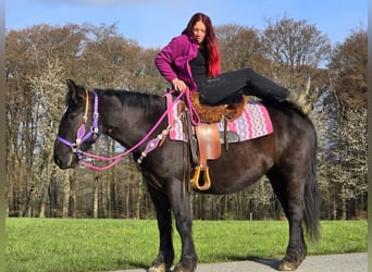 Inne konie zimnokrwiste Mix, Klacz, 4 lat, 153 cm, Kara