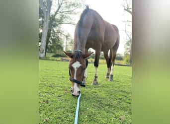 Inne konie zimnokrwiste Mix, Klacz, 4 lat, 155 cm, Ciemnogniada