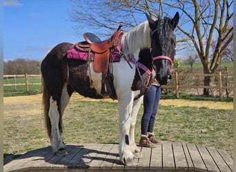 Inne konie zimnokrwiste, Klacz, 4 lat, 157 cm, Srokata