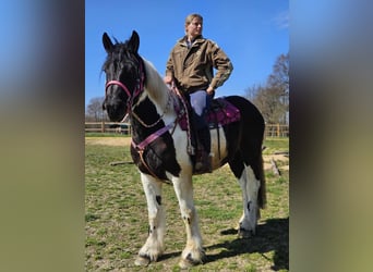 Inne konie zimnokrwiste, Klacz, 4 lat, 157 cm, Srokata
