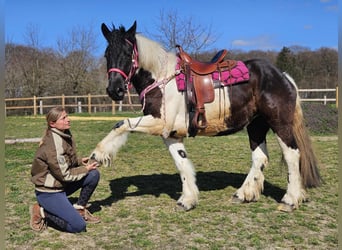 Inne konie zimnokrwiste, Klacz, 4 lat, 157 cm, Srokata