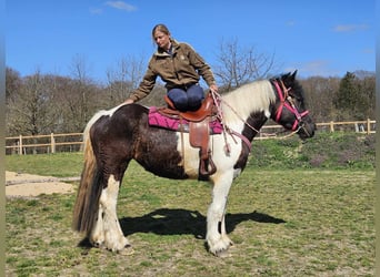 Inne konie zimnokrwiste, Klacz, 4 lat, 157 cm, Srokata